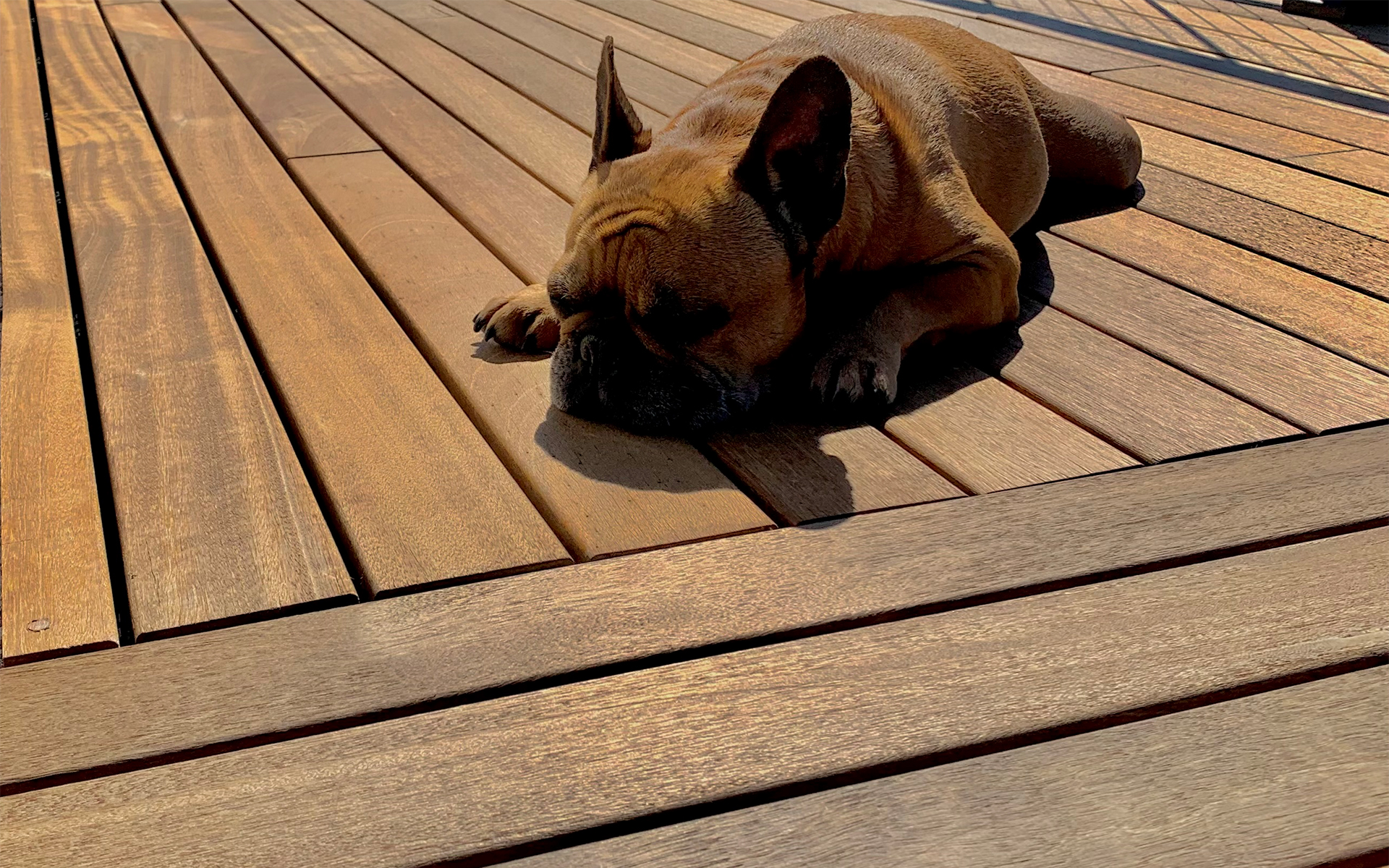02. Batu decking makes a lovely place to sleep on a sunny day.jpg